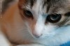 photo dans la sidebar